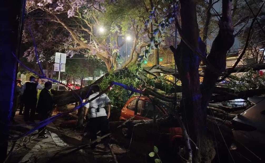 Vecinos señalaron que el reblandecimiento del suelo y la inestabilidad del árbol habrían provocado su caída. Fotos: Especiales.