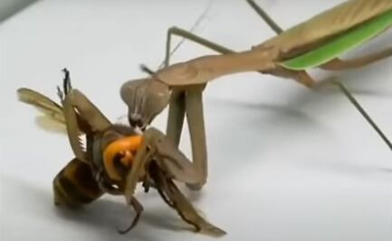 La mantis religiosa, depredadora de la "avispa asesina"