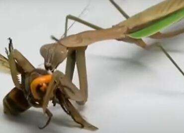La mantis religiosa, depredadora de la "avispa asesina"
