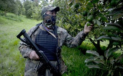 Crimen, detrás de alzas de precios de limón y aguacate: amenazan y extorsionan a productores