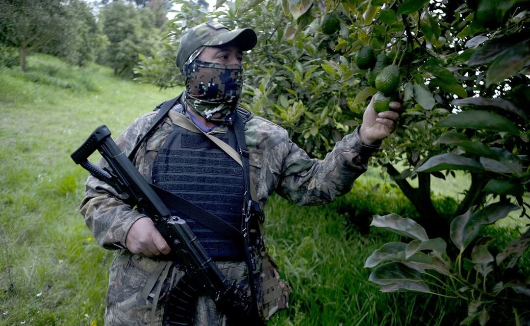 Aguacateros denuncian que el crimen organizado roba camiones con el producto como forma de presionarlos. Foto: ARCHIVO EL UNIVERSAL