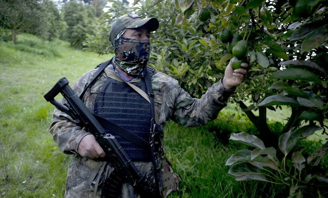 Aguacateros denuncian que el crimen organizado roba camiones con el producto como forma de presionarlos. Foto: ARCHIVO EL UNIVERSAL
