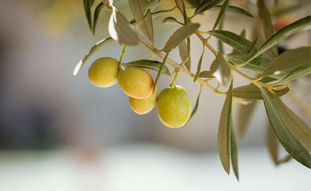 El olvido necesita luz de sol directa para crecer. Foto: Canva