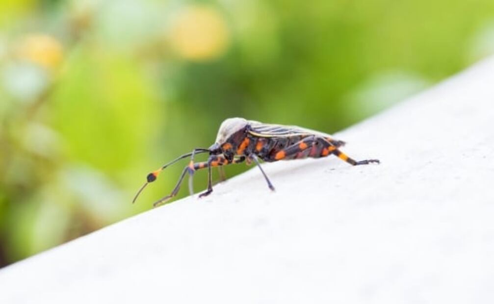 Mal de Chagas, ¿qué es y cómo se transmite?