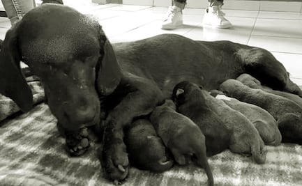 Buscan reformar Código Penal para frenar la violencia contra los animales en Sinaloa