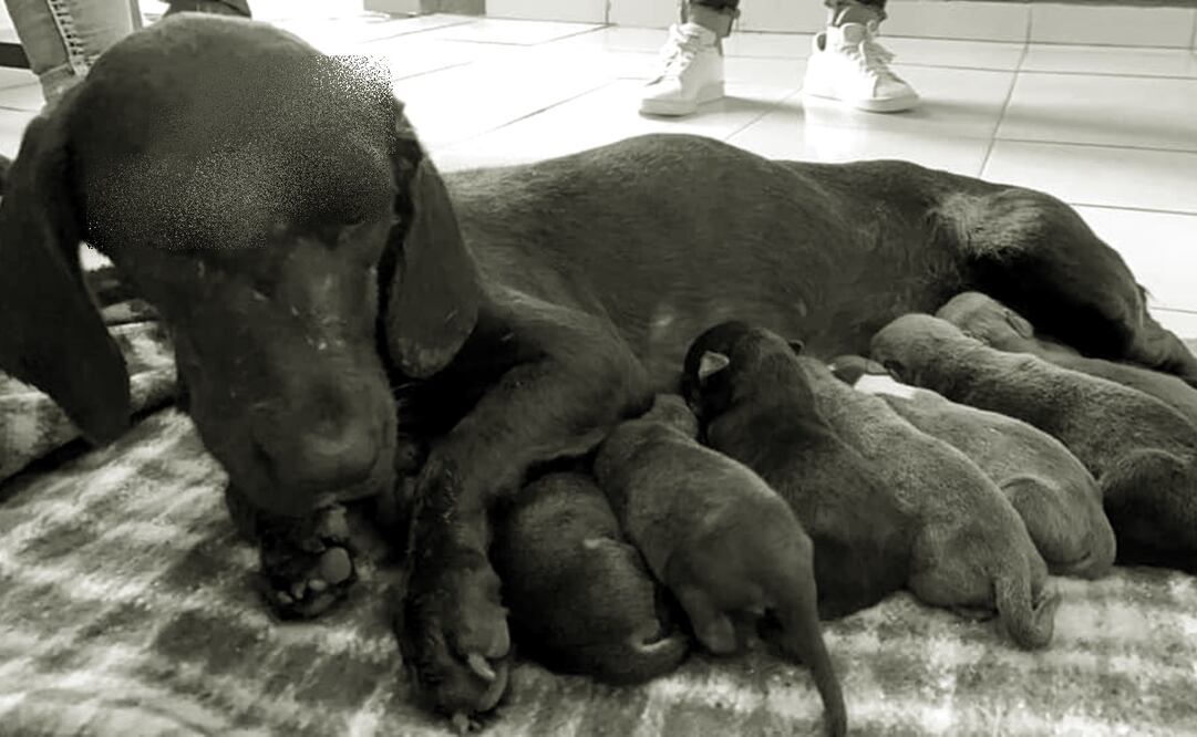 Foto: Facebook @fundacionlaika