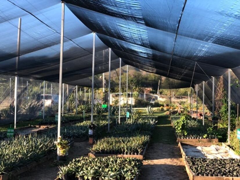 Proyecto LAM, el legado de Lorenzo Ángeles Mendoza