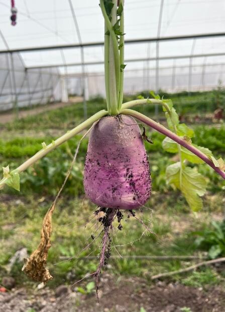 Nuevos Horizontes: el huerto que promueve hortalizas y vegetales recién cosechados