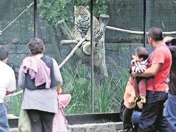 Presentan proyecto para transformar zoológicos de la CDMX