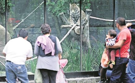 Presentan proyecto para transformar zoológicos de la CDMX