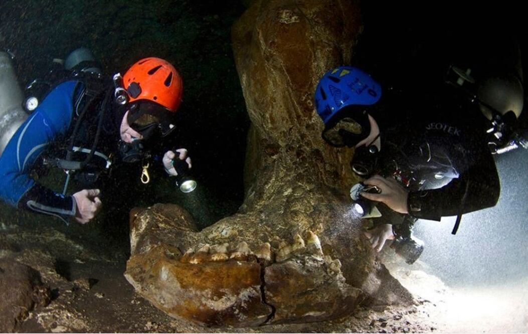El cráneo de un hombre muerto hace más de 10 mil años; restos de megafauna y un altar maya prehispánico en un estado de conservación inaudito, se cuentan entre los hallazgos más destacados del proyecto Gran Acuífero Maya (GAM), informó el Instituto Nacional de Antropología e Historia (INAH). Foto Cuartoscuro