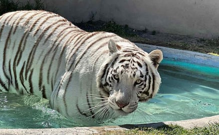 Cronología del caso de Kenzo; del escape de Animal Experience a su captura y muerte