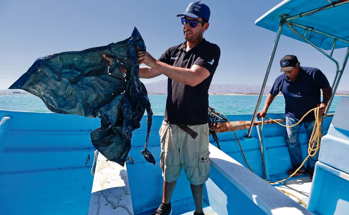 Mantener el pol&iacute;gono de protecci&oacute;n de la vaquita marina evita su extinci&oacute;n; redes de enmalle son la principal causa de muerte, dicen expertos