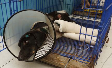 Perrita Luna sobrevive y se recupera en Oaxaca