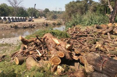 Acusan a Conagua en Hidalgo de querer talar 9 mil árboles 