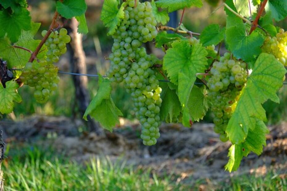 Coronavirus: ¿Qué pasará con las fiestas de la vendimia en México?