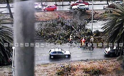 Viento tira 16 árboles, 2 lonas y 1 barda en la CDMX