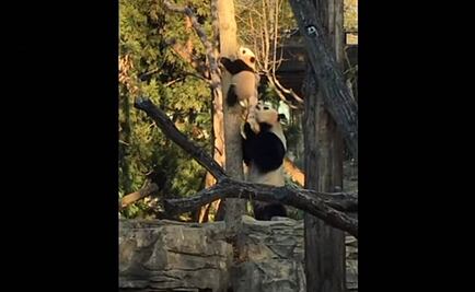 Panda Bei Bei vuelve a cautivar las redes