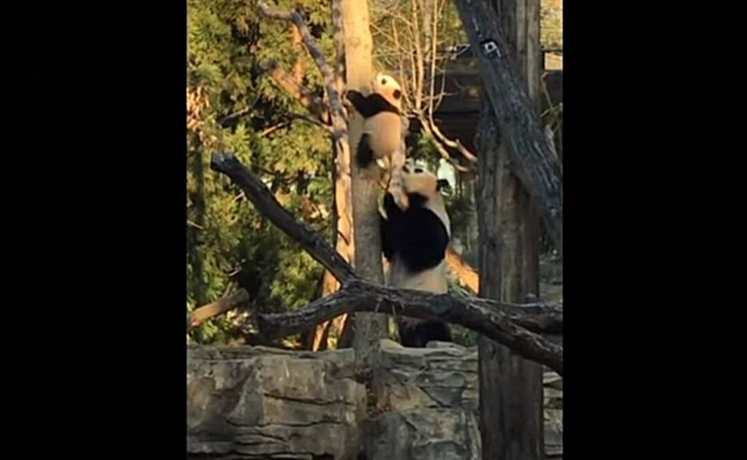 Panda Bei Bei vuelve a cautivar las redes