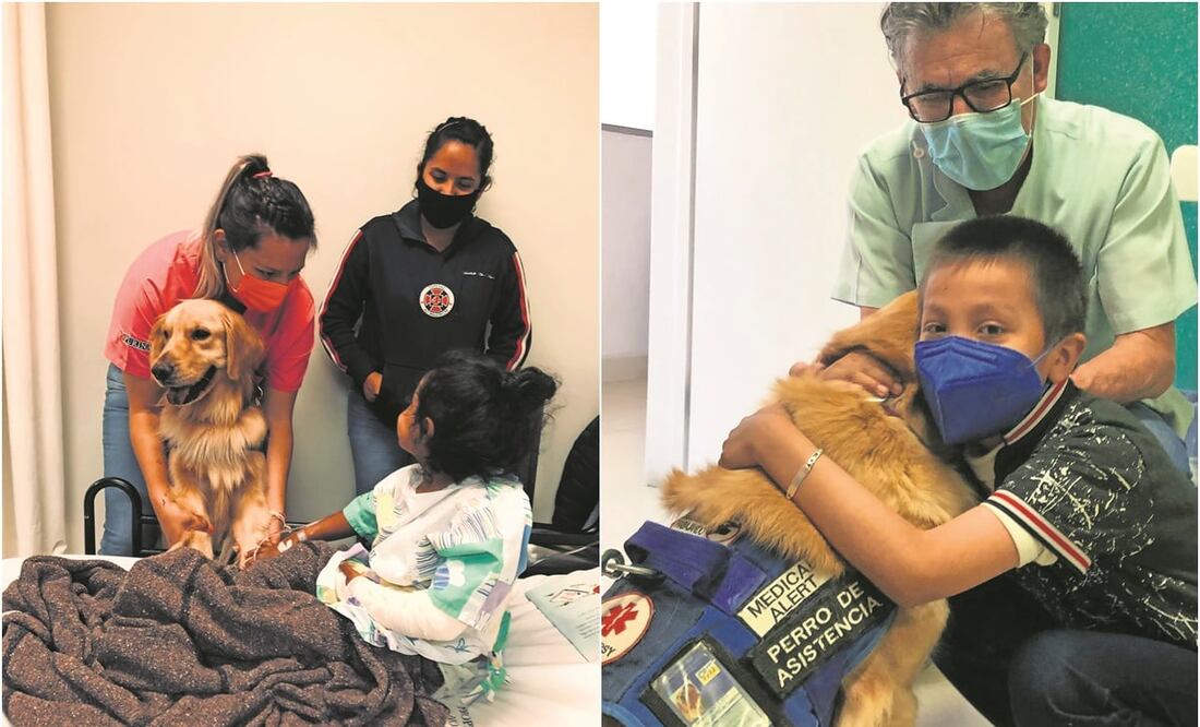 La relación entre humanos y mascotas promueve la liberación de oxitocina, vasoprestina y endorfinas, denominadas hormonas de la felicidad; asimismo, disminuyen las hormonas asociadas con el estrés, como el cortisol. Fotos: Dinorath Mota / EL UNIVERSAL