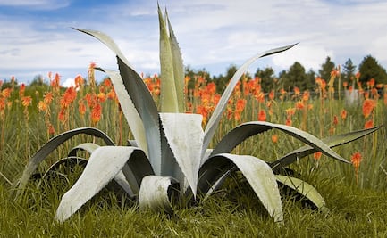 Descubre el comiteco, un destilado de agave originario de Chiapas