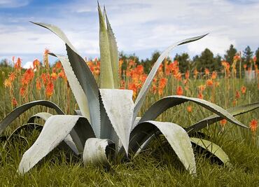 Descubre el comiteco, un destilado de agave originario de Chiapas