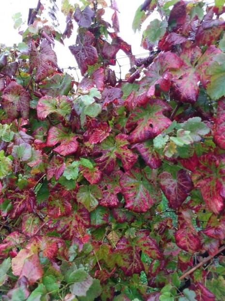 Vinho Verde es la región, no un vino