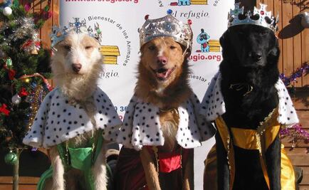 Entérate. Consejos para cuidar a tus mascotas en época decembrina 
