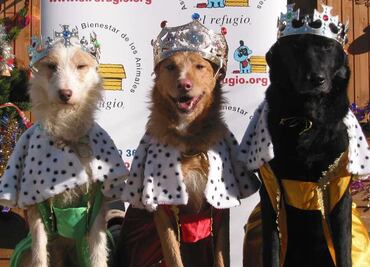 Entérate. Consejos para cuidar a tus mascotas en época decembrina