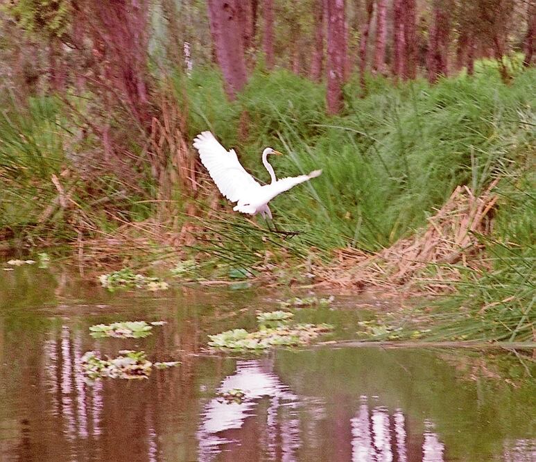 México ocupa el lugar 11 con mayor cantidad de especies de aves. Archivo El Universal