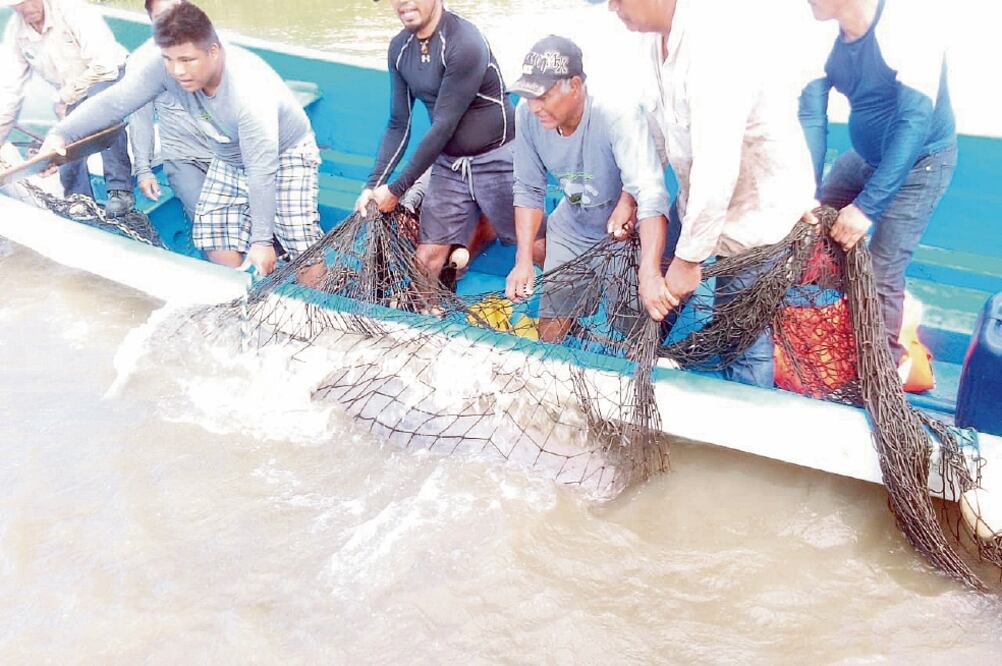 Los manatíes que sean hallados serán llevados vía acuática por el río Bitzal hacia el Grijalva, y de ahí a la estación central Tres Brazos para ponerlos a salvo (CORTESÍA)