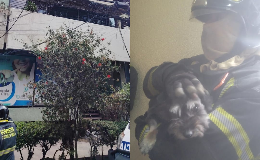 Bomberos sofocan incendio en edificio de la colonia Roma; rescatan a un perrito.
Foto: Especial.
