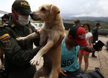 Perros, el otro drama en Mocoa tras la avalancha