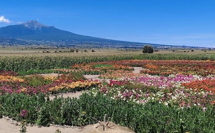 Lánzate al jardín de dalias en el pueblo mágico de Huamantla