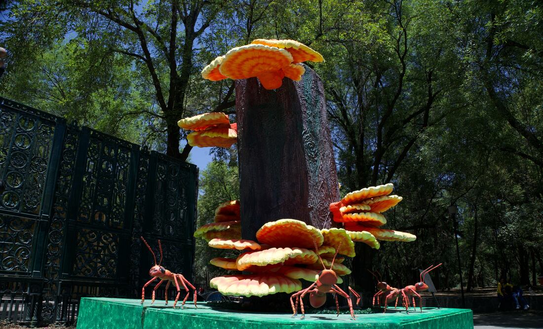 Festival Spora 2025. Aquí se ubican los brotes de macrohongos en el Bosque de Chapultepec. (Foto: Yaretzi Osnaya/ EL UNIVERSAL)