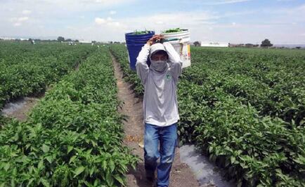 CNDH pide proteger a niños jornaleros