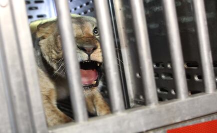 Reubican a leona abandonada en Guanajuato