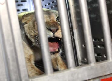 Reubican a leona abandonada en Guanajuato