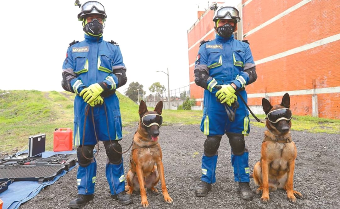 Ecko and Evil are highly trained dogs - Photo: Juan Boites/EL UNIVERSAL