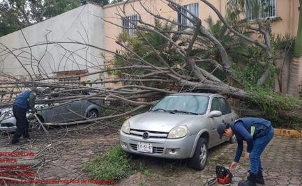 Vientos del norte golpean siete municipios de Veracruz; dejan árboles y postes caídos