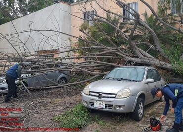Vientos del norte golpean siete municipios de Veracruz; dejan árboles y postes caídos