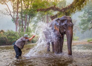 Viaja como voluntario para cuidar elefantes