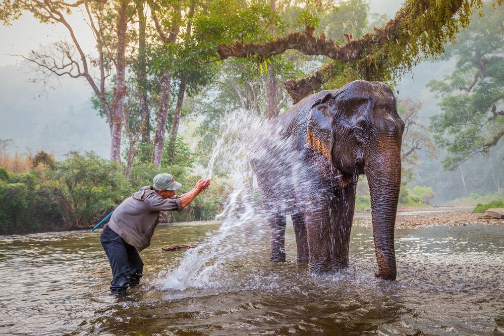 Cinco toneladas puede pesar un elefante. (Foto: Istock)