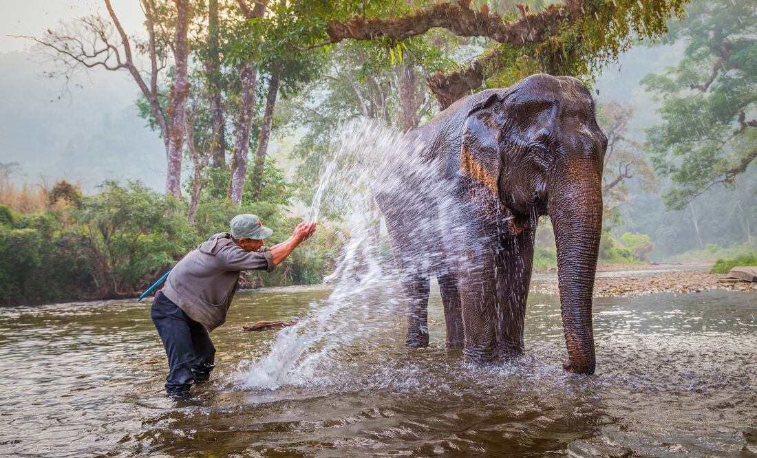 Cinco toneladas puede pesar un elefante. (Foto: Istock)