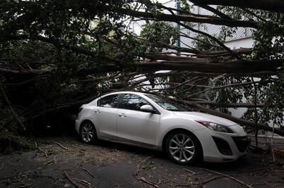 Suman 740 árboles caídos en la CDMX por fuertes vientos