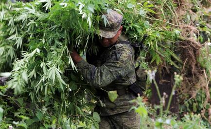 Destruyen plantío de marihuana en Michoacán