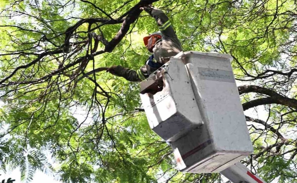 Podan árboles en la alcaldía Cuauhtémoc (01/12/2025). Foto: Especial