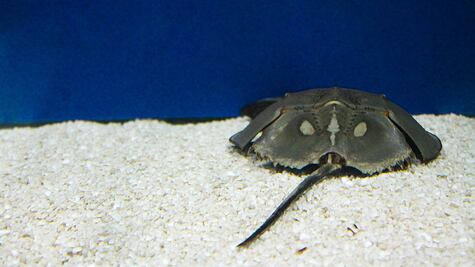 "Sangre azul" de unos cangrejos, clave contra el Covid-19