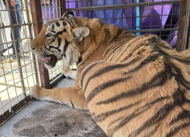 Rescatan a tigre de bengala en predio abandonado de Ciudad Juárez; especie está en peligro de extinción