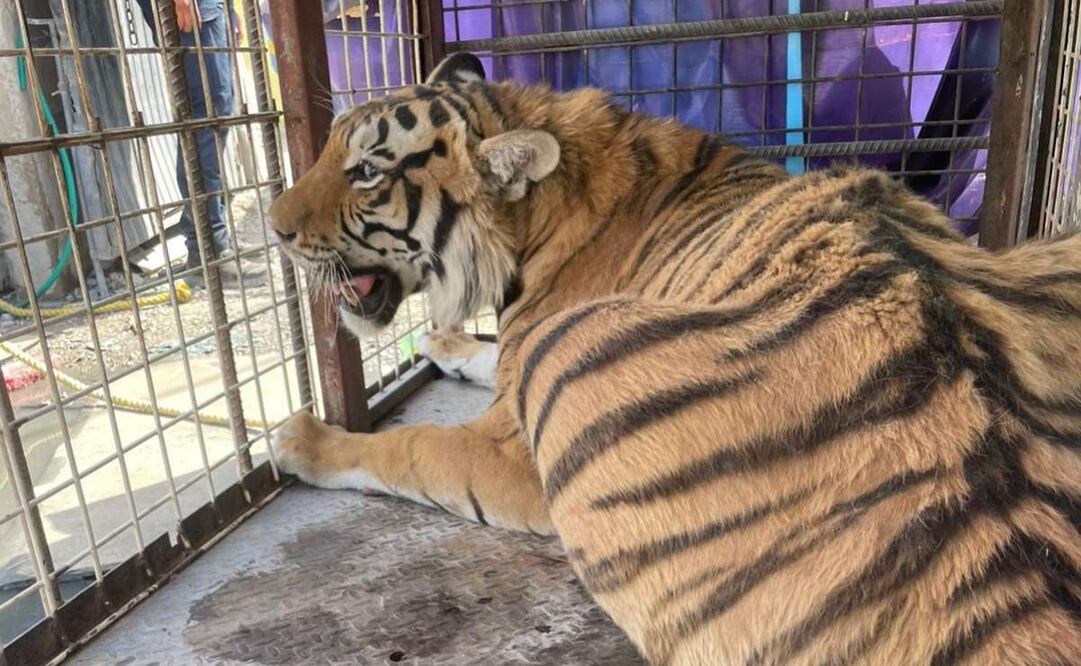 Profepa rescata en Ciudad Juárez a tigre de bengala. Foto: Especial